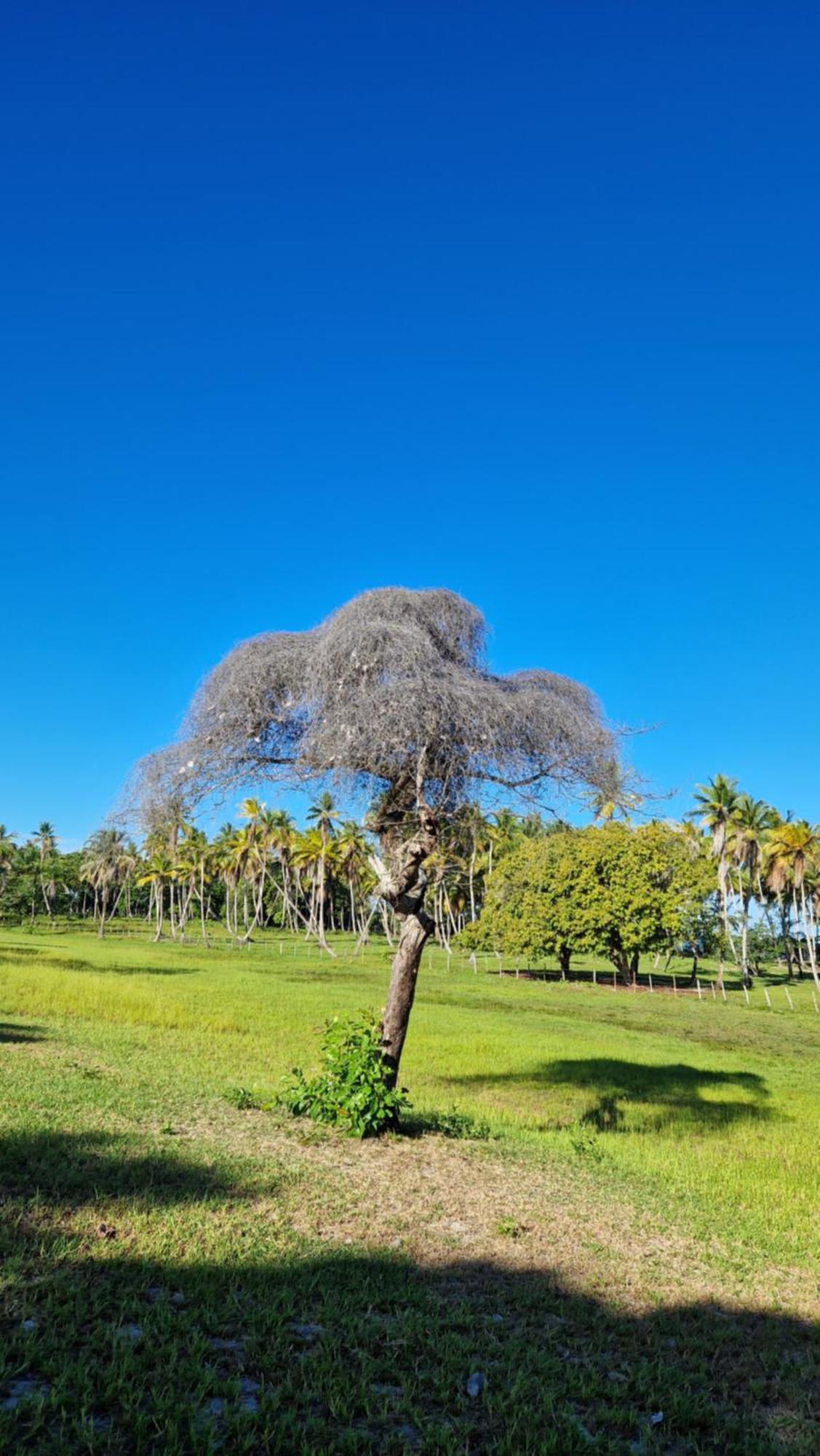 Pousada Casa Da Edinha Velha Boipeba المظهر الخارجي الصورة